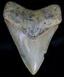 Serrated Megalodon Tooth - North Carolina #18400-1